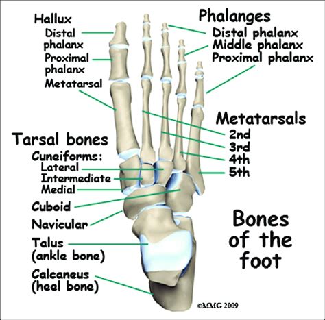 metatarsaali|Tarsometatarsal joints